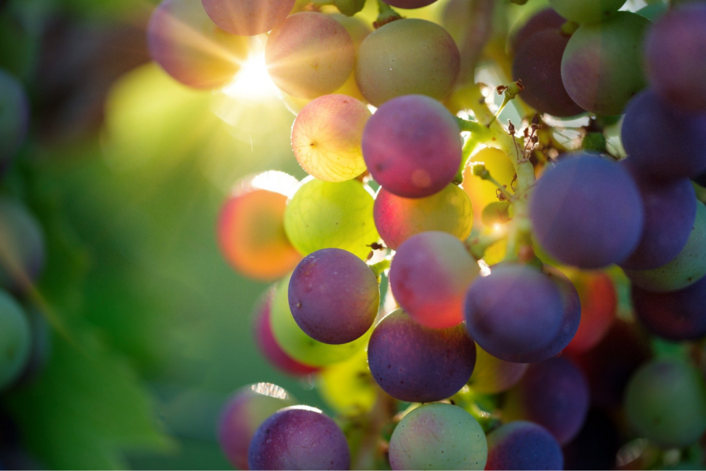 Featured Image of Grapes for Cyber Grapes Services